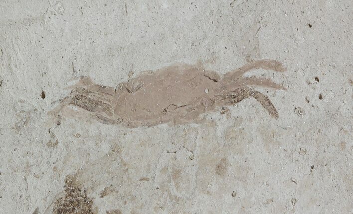 Fossil Pea Crab (Pinnixa) From California - Miocene #53108